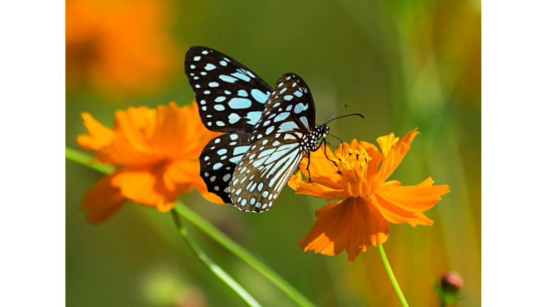 Blue tiger butterfly or Tirumala limniace on an orange flower