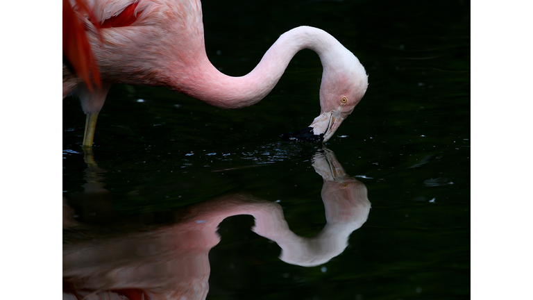 Chilean Pink Flamingo Chicks Make Debut At San Francisco Zoo