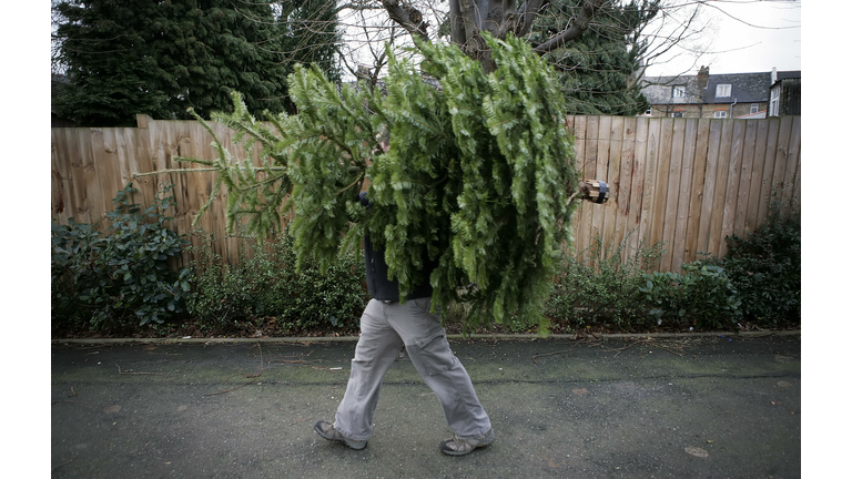 Christmas trees are discarded in Prioty