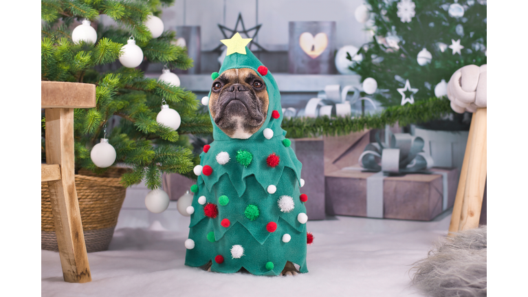 Dog in Christmas costume. French Bulldog dresses up with funny full body Christmas tree costume