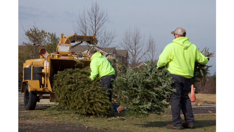 Recycling Christmas trees