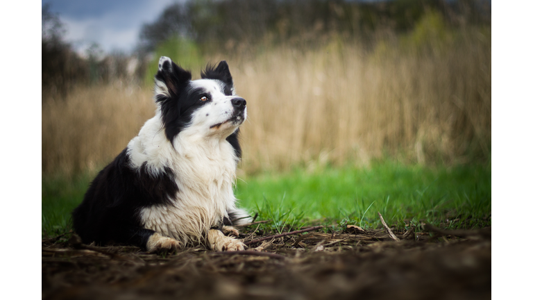 Border collie