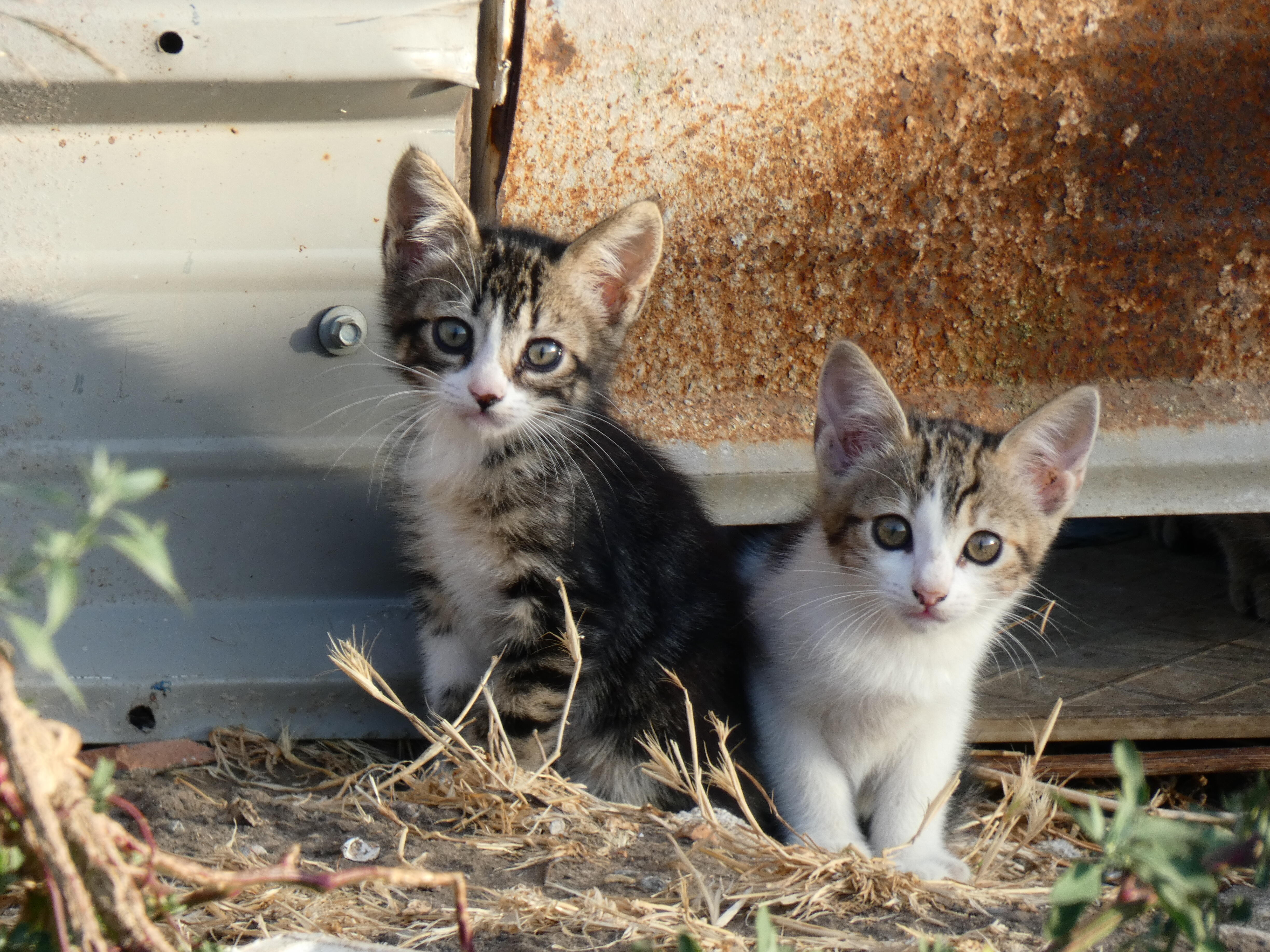 Unique Promotion Builds Interest In Adopting Stray Cats  WCOS