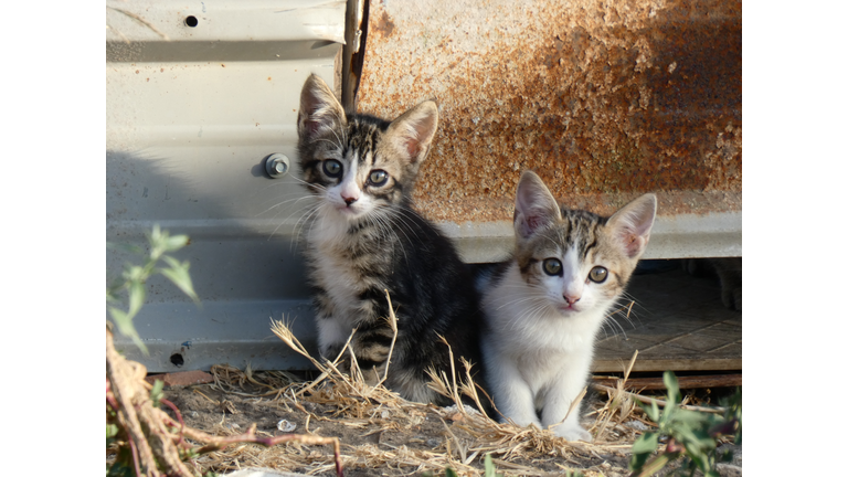 Portrait Of Cats Kitten Outdoors