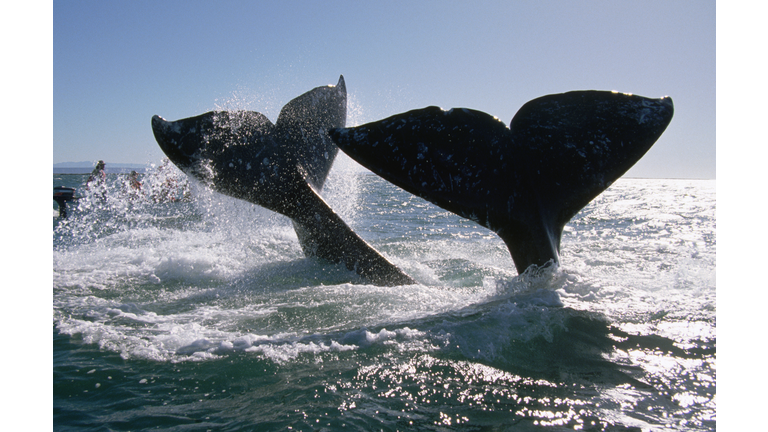 Gray Whale Flukes