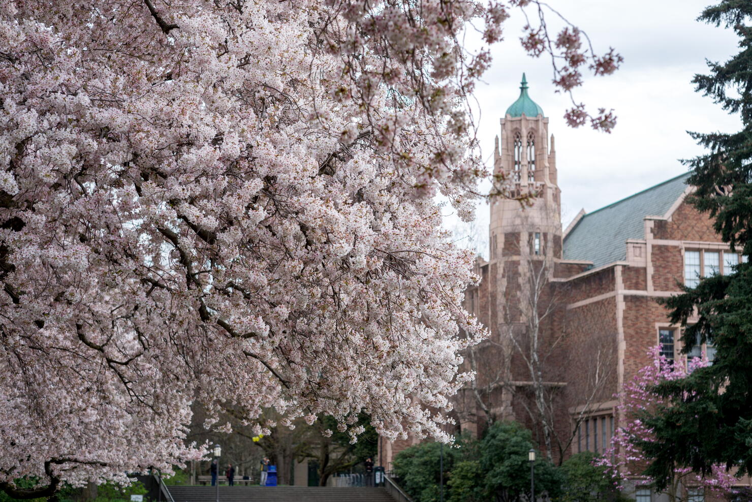 Cherry blossom trees at UW campus