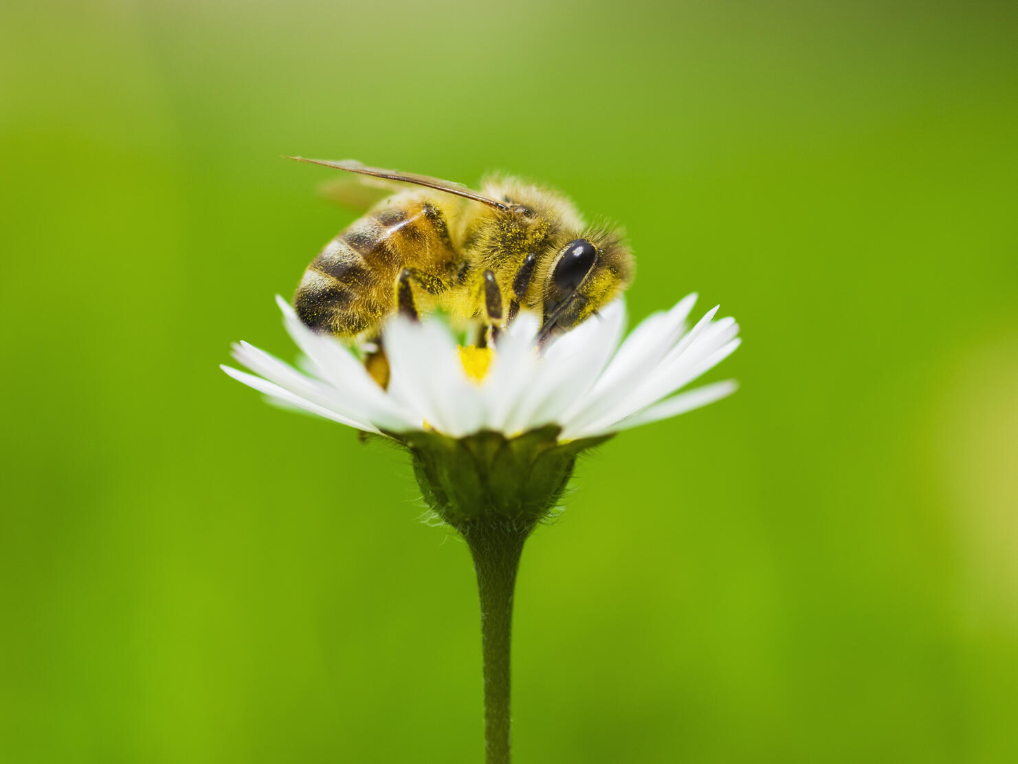 Honey bee covered in pollen from daisy.