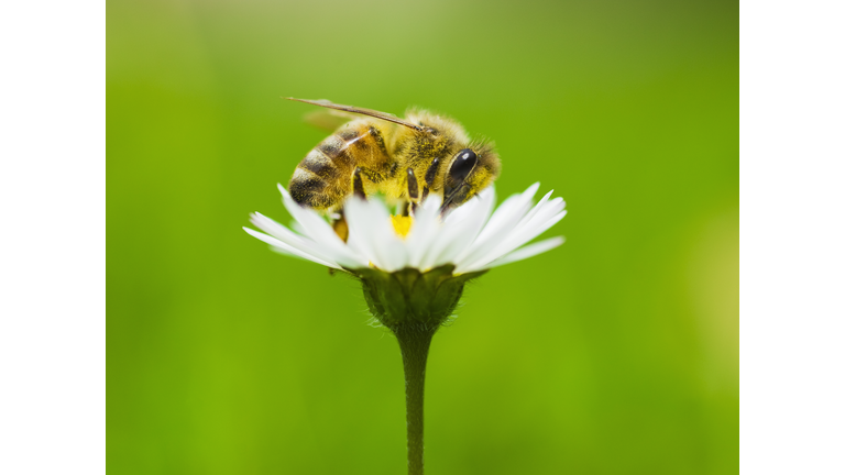 Honey bee covered in pollen from daisy.