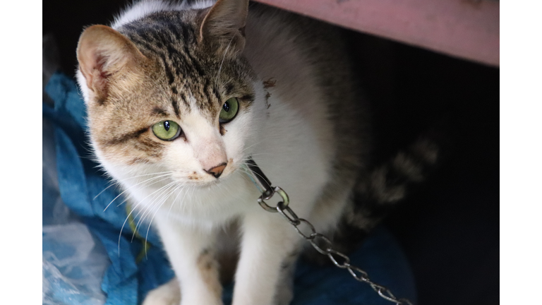 Close-Up Of Cat In Chains