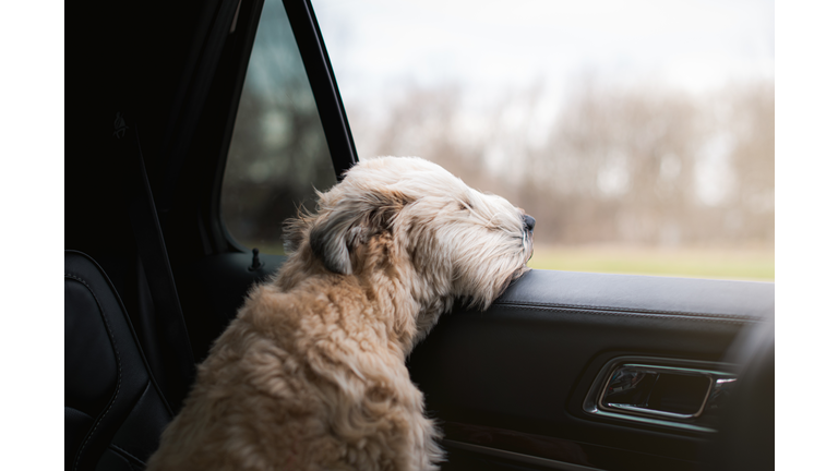 Fluffy dog with his head sticking out of the open window of a car.