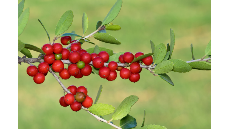 Ripe Yaupon Holly berries (Ilex vomitoria) on a branch 