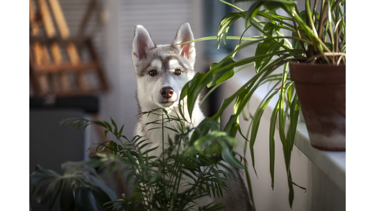 A small puppy among domestic plants