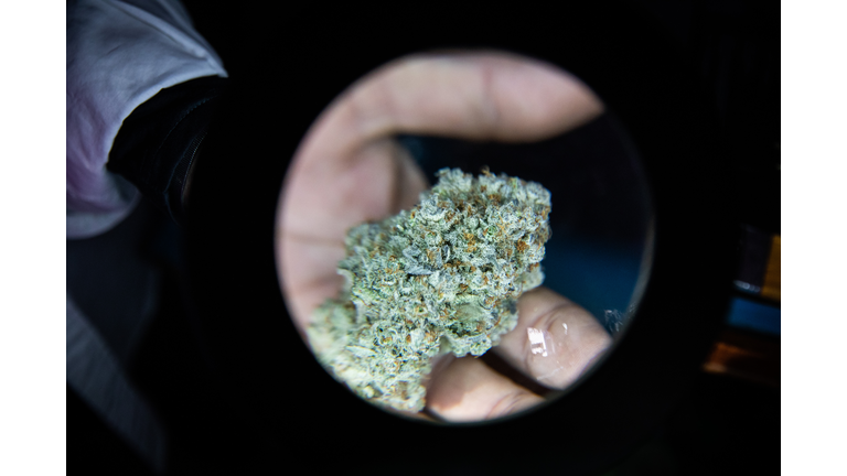 Marijuana Festival Brings Growers To Chiang Mai