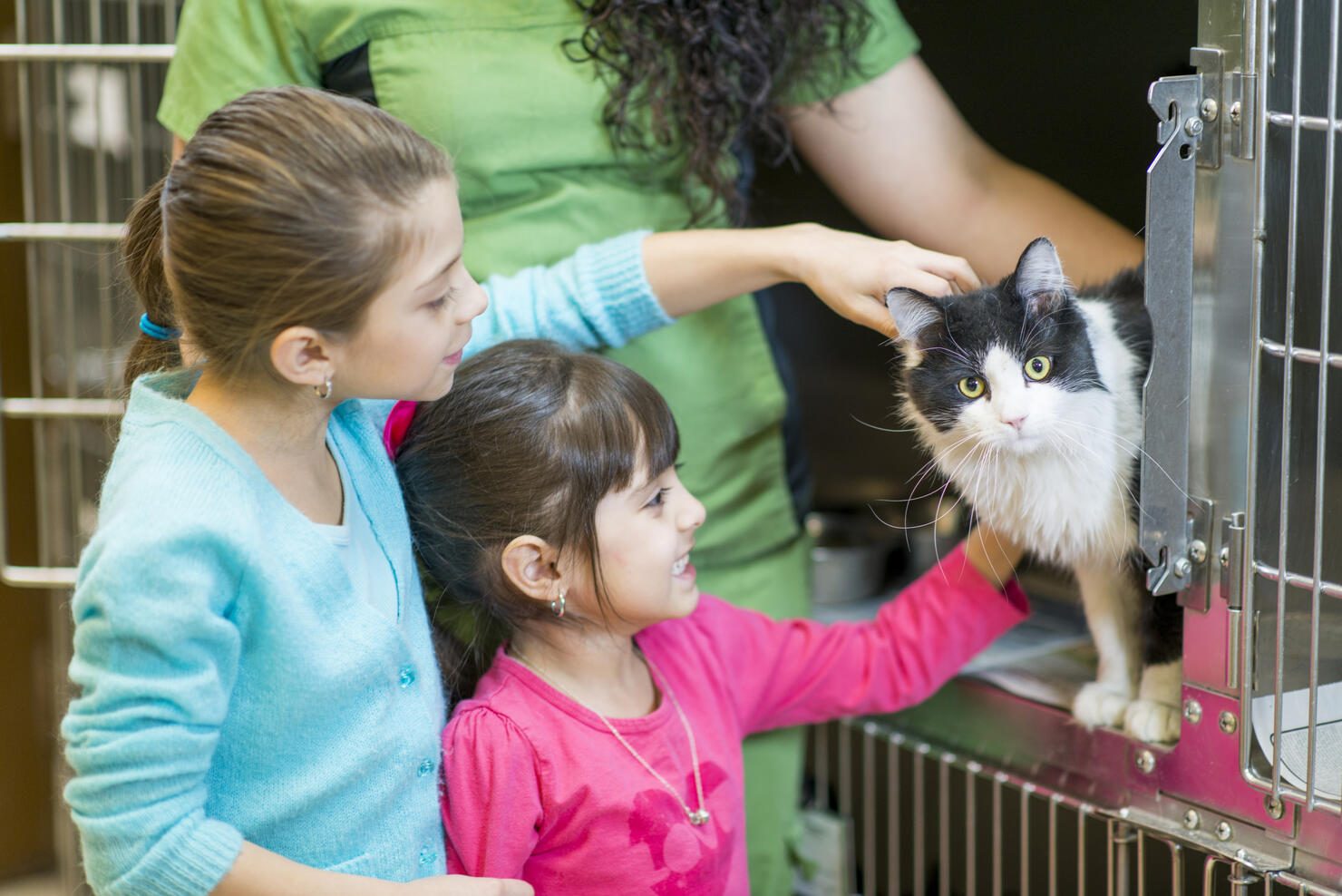 Pet Adoption