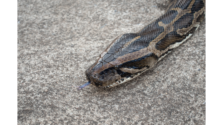 Head of Burmese Python while crawling on the cement floor. Python is a genus of nonvenomous snakes.