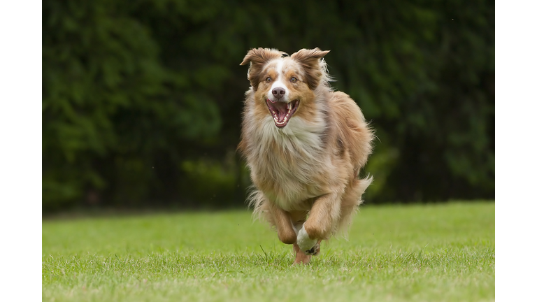 Running Australian Shepherd with a smile!