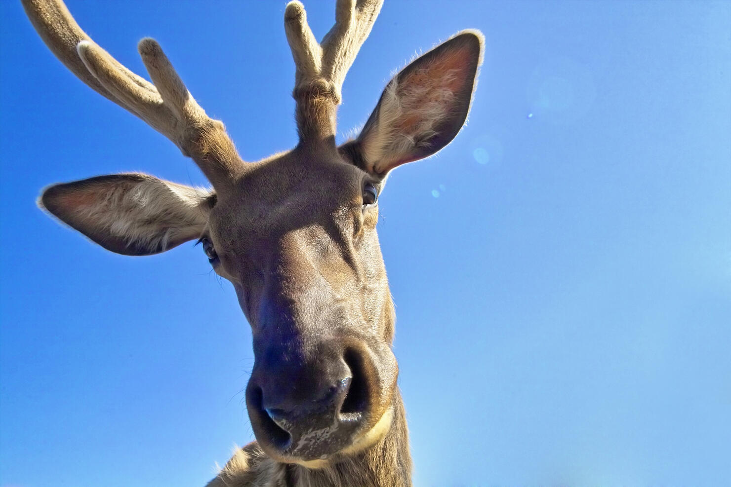 Rudy the Reindeer