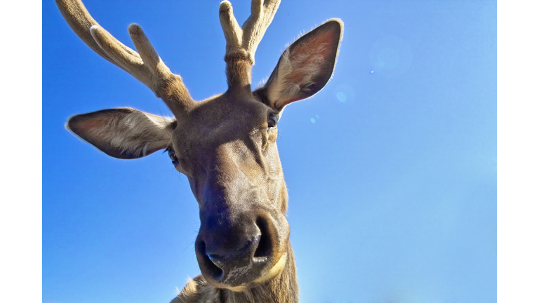 Rudy the Reindeer