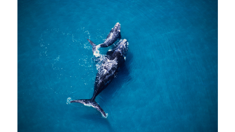 southern right whale, eubalaena australis,mother and calf, valdes penin