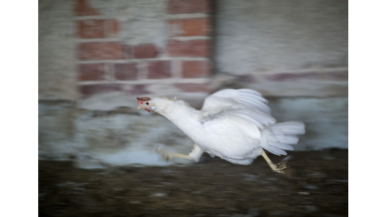 Organic egg farm chicken runs.