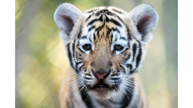 EL SALVADOR-ANIMALS-BENGAL TIGERS