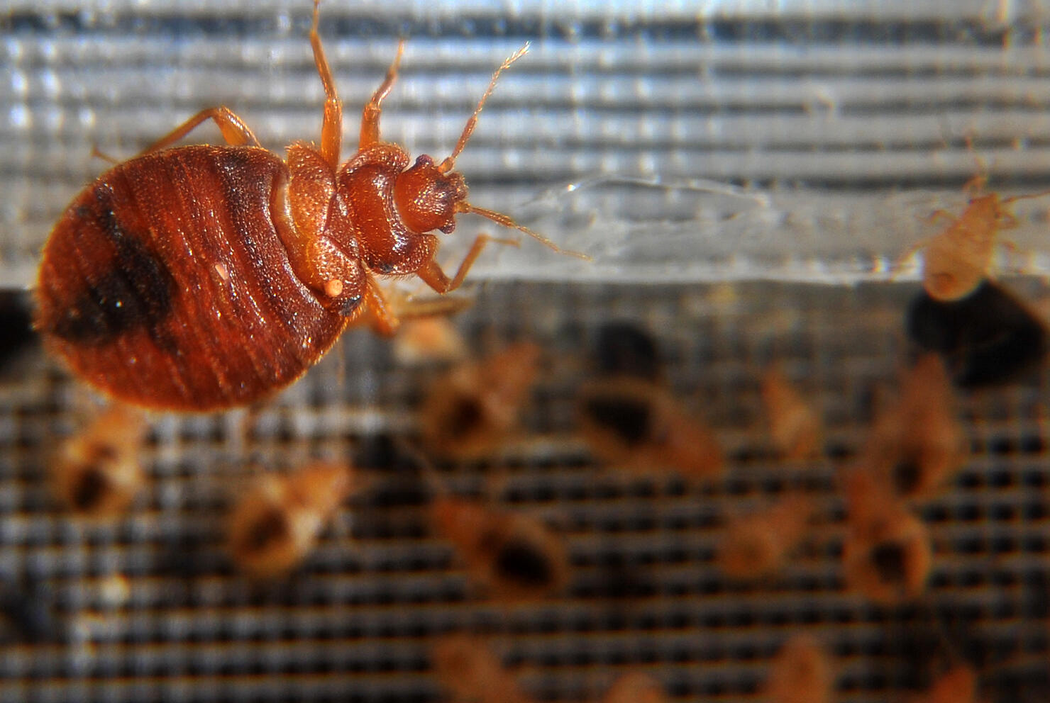 Bed bugs crawl around in a container on