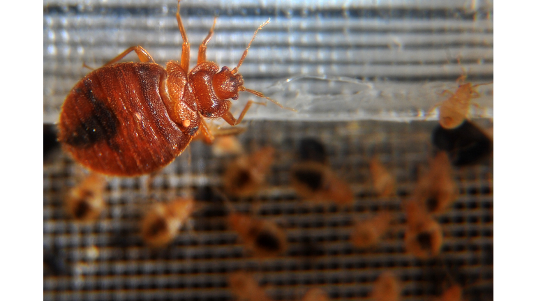 Bed bugs crawl around in a container on