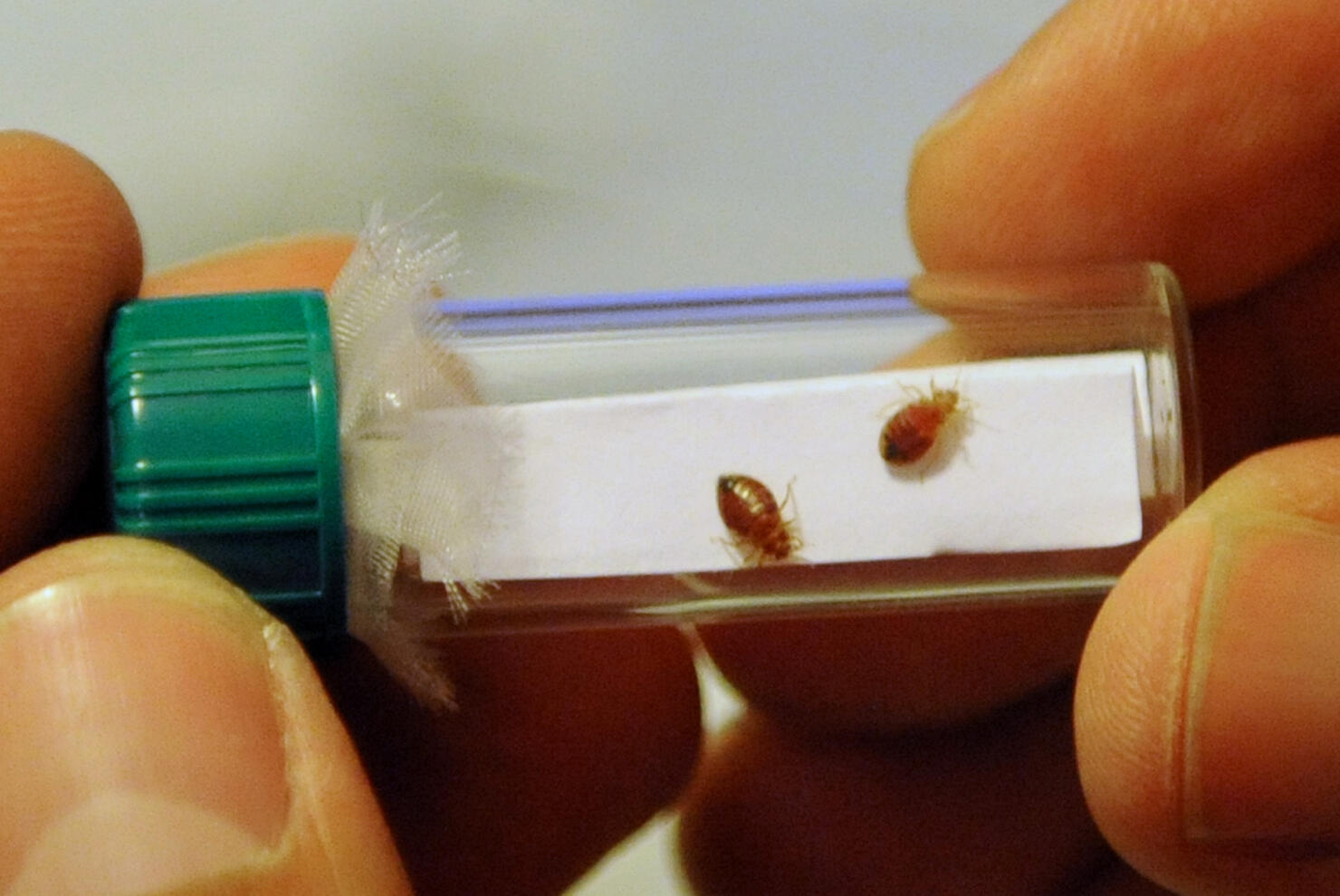 two-california-cities-among-the-worst-for-bed-bugs-iheart