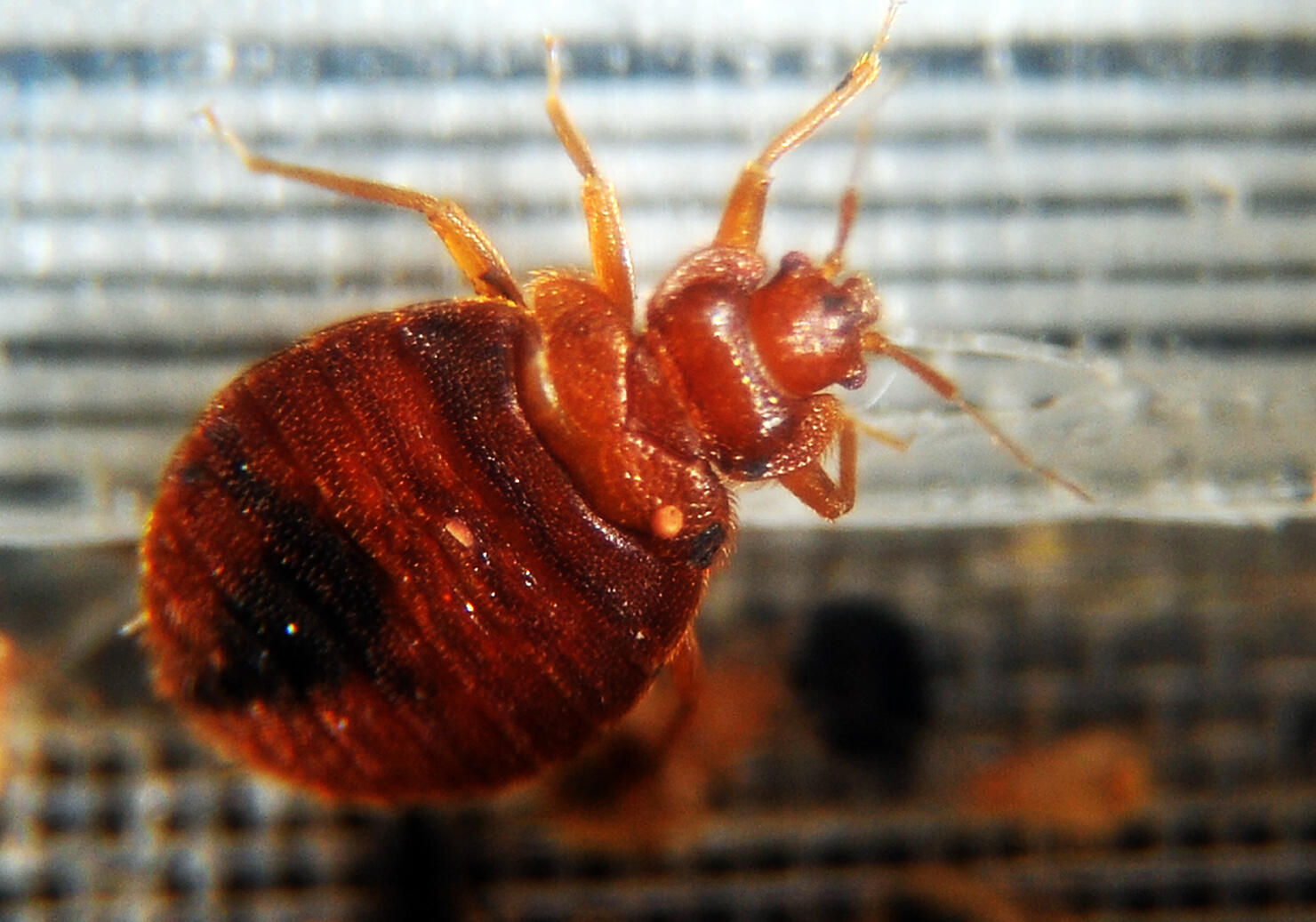 Bed bugs crawl around in a container on