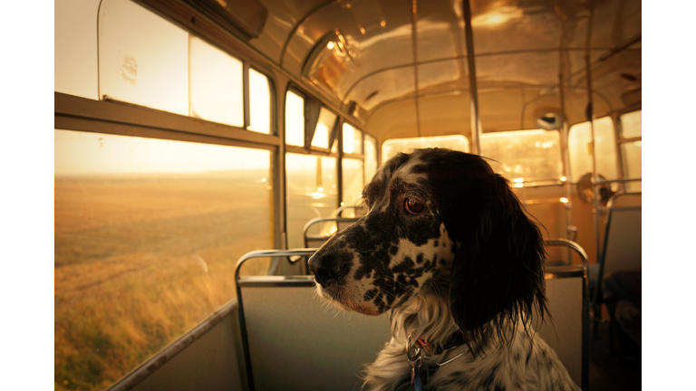 English setter dog tiding bus