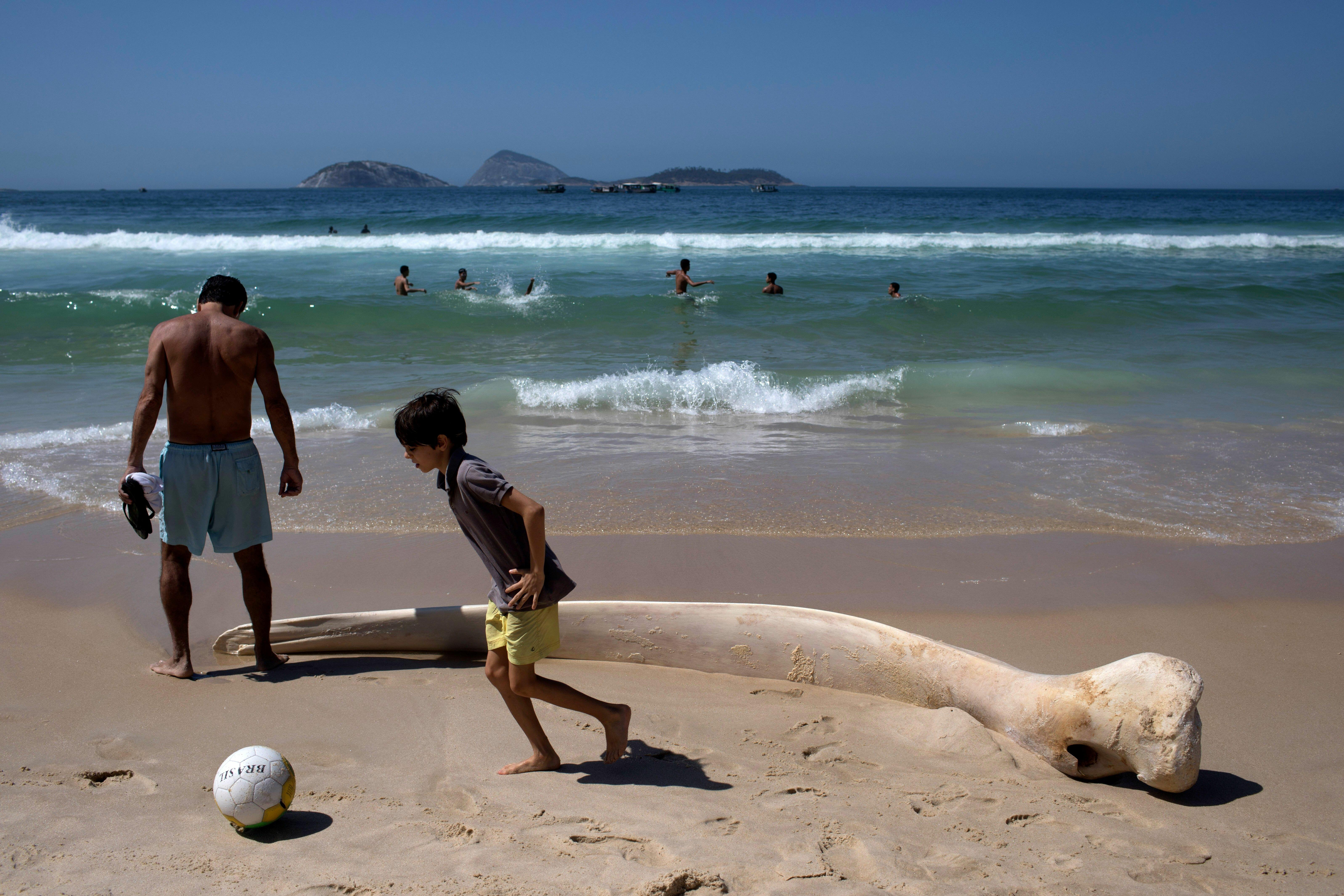 See millions of years of history while beachcombing in San Francisco