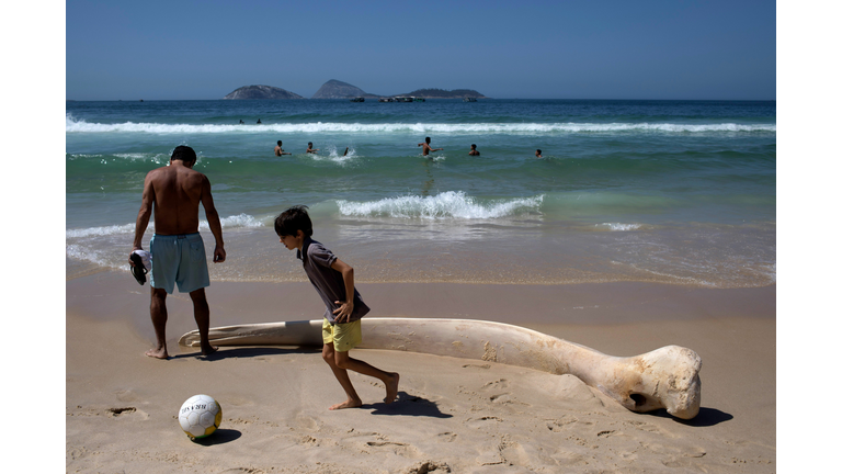 BRAZIL-WHALE-BEACH-ANIMAL