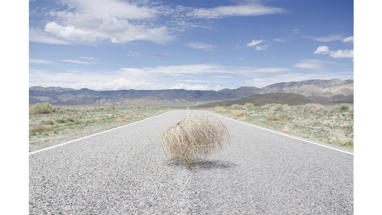 USA, California, Empty road with tumbleweed