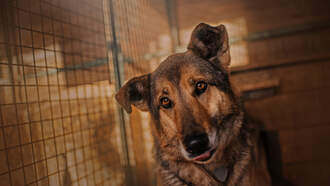 Why this man cried all the way from his home to the animal shelter