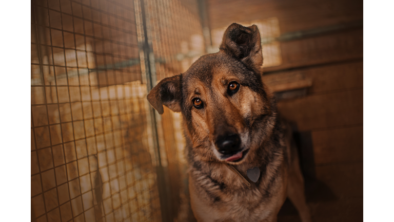 mixed breed dog sitting in animal shelter cage