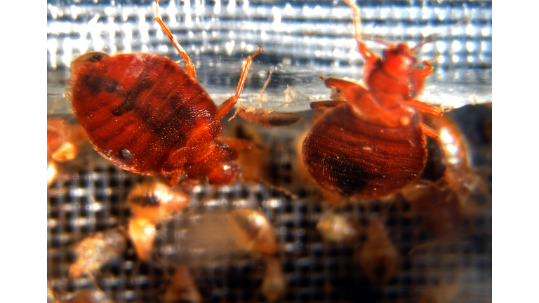 Bed bugs crawl around in a container on