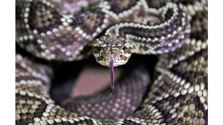 TOPSHOT-DOUNIAMAG-BRAZIL-ANIMALS-SCIENCE-SNAKES-VENOM