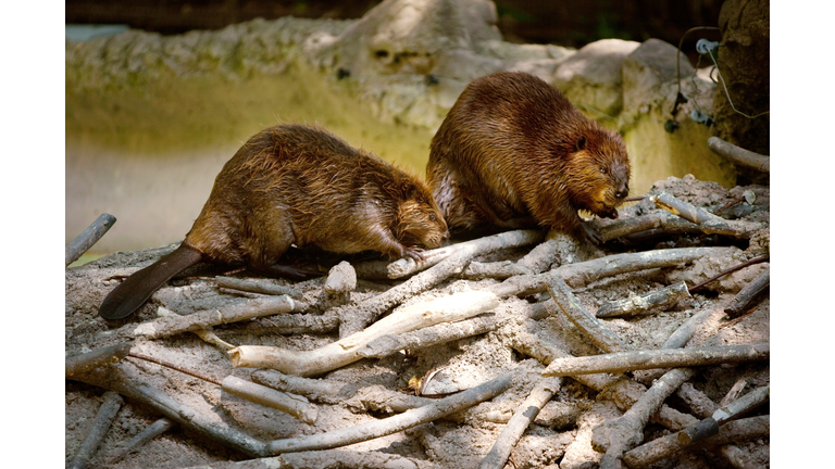 Washington's National Zoo Previews "American Trail" Exhibit