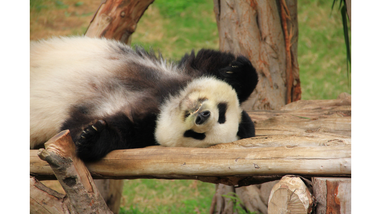 Black and white giant panda bear sleeping on its back on a log.