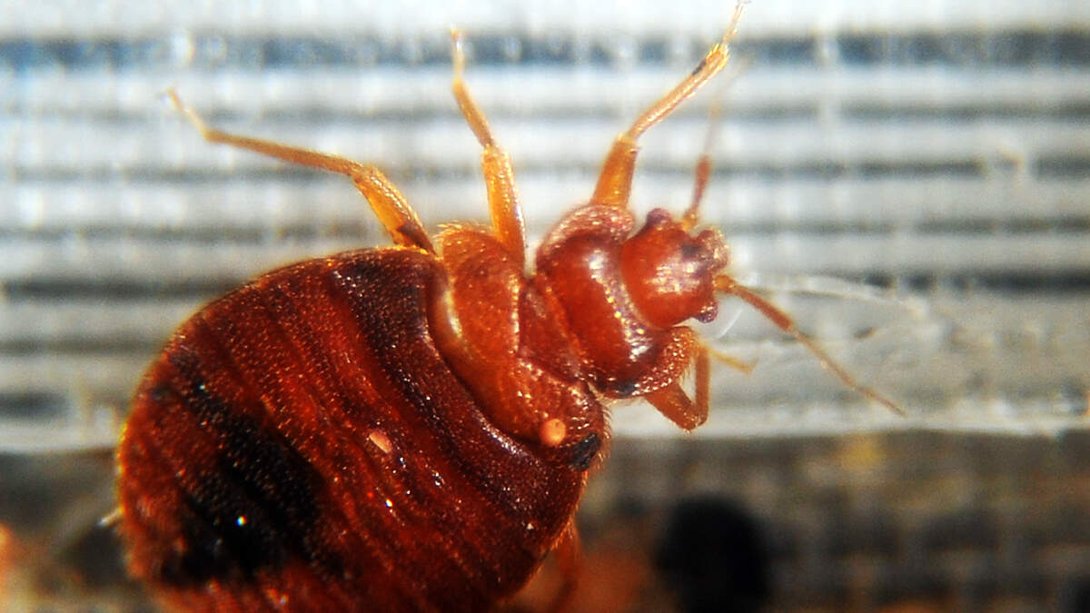 Bed Bug Infestation Has Gotten Much Worse In This Southern California