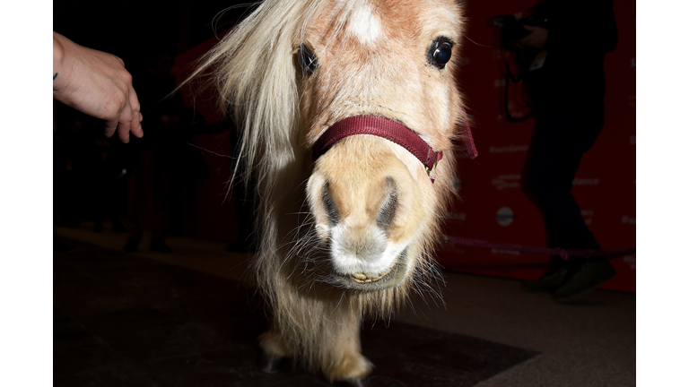 2018 Sundance Film Festival -  "Damsel" Premiere
