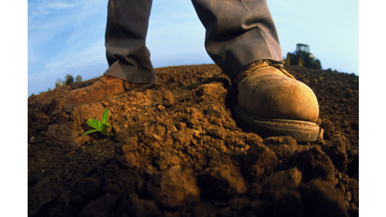 Farmer's boots beside young bean plant, close-up