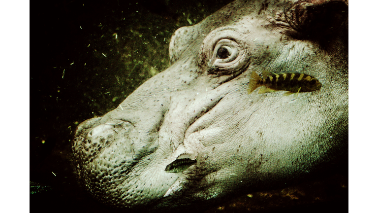 Close-Up Portrait Of Hippopotamus