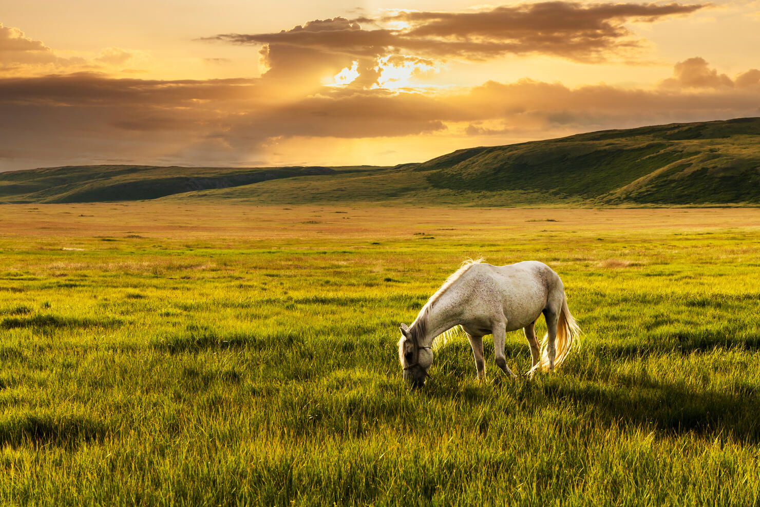 White horse at the foot of the mountains