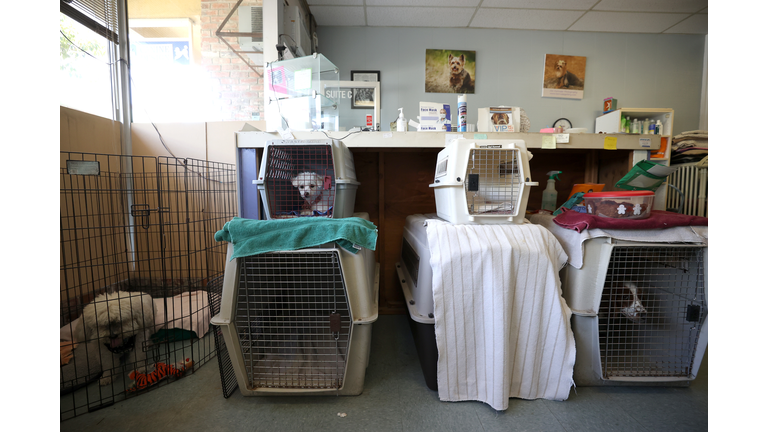 Pet Care Industry Benefiting From Covid Lockdowns As People Stay Home And Pamper Their Pets