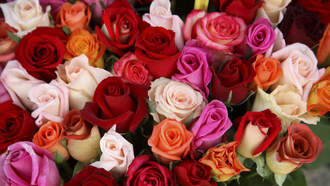 How Much A Dozen Roses May Cost This Valentine’s Day