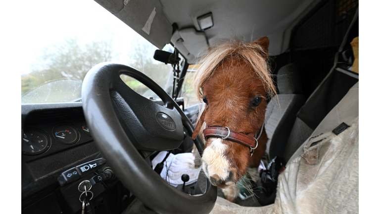 GERMANY-ANIMAL-PONY