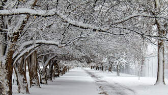 Watch - Even horses are no match for black ice 