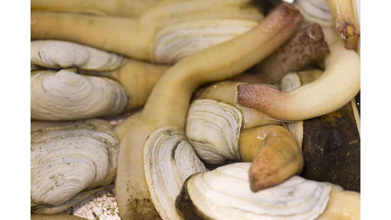 Raw Geoduck for Sale at Seafood Market
