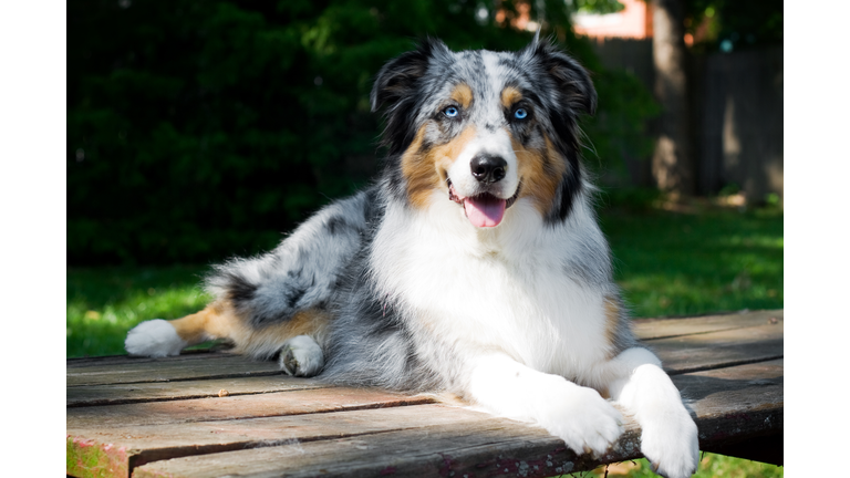 Australian Shepherd dog portrait on picnic table